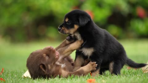 Puppies Dogs Friendship