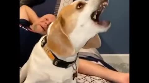 Funny Dog Video | Funny video | Viral video | Funny meme |dog