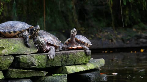 The red-eared slider or red-eared terrapin