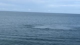 Beautiful sights today at Naples Pier! The manatees swam right up to the beach goers!