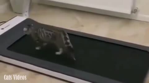 Cat walking on TheTreadmill At The Gym