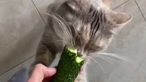 Funny cat looks very hungry when he see this cucumber
