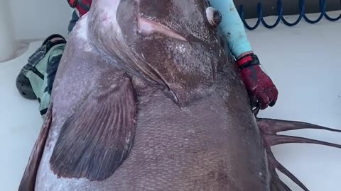 Massive Warsaw Grouper