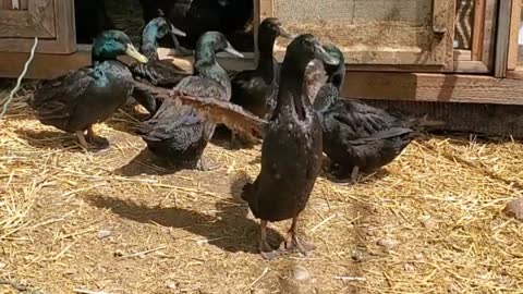 Cayuga Duck flaps her wings in slow motion