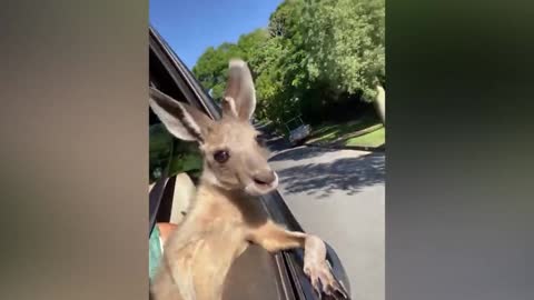 Young Kangaroo Loves Car Rides