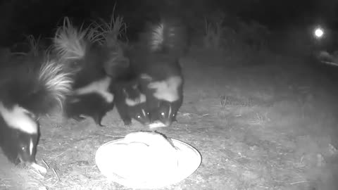 Skunk family pays a visit
