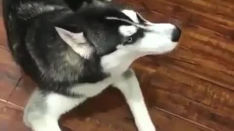 Listen to this Husky barking