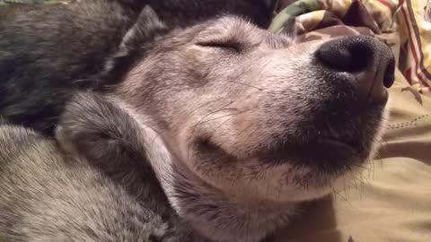 husky fall in a deeb sleep