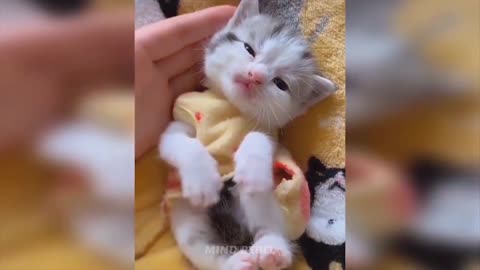 Funny Video, Baby Cat, happy moment cat, Cool cat Funny Video, Fight Cat,