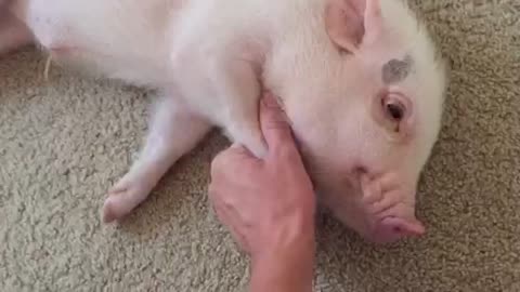 Pickle the mini pig loves belly rubs