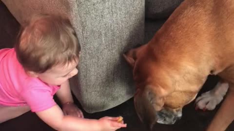 Baby preciously feeds her boxer buddy