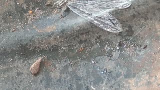 Biggest dragonfly... Spazzing out!!!