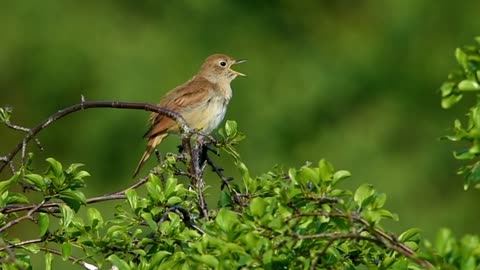 nightingale bird singing