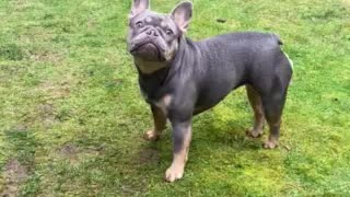 Bernadette the frenchie!