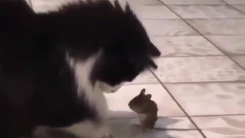 Cat and mouse best chil 😄😄😄 funny video