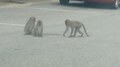 Hungry monkeys looking for food