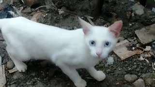 beautiful cat