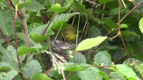 Mother Bird is feeding her children.