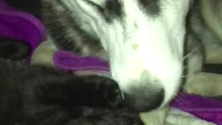 Husky playing with kittens (Adorable)