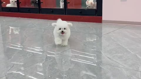 Look at a lop-eared Bichon Frise from the ceiling