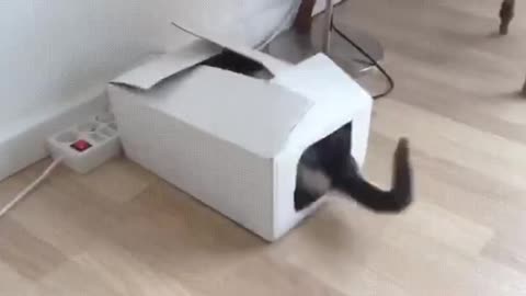 Why this cat doing this