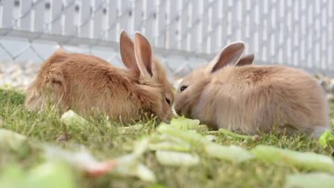 Two Brown Rabbits। Brown Color rabbit