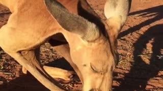 Kangaroos Love Corn