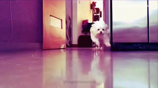 Music small white maltese dog comes running into a kitchen