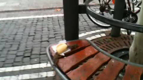 Two sparrows eating a hot dog