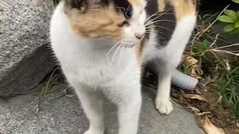 Gave the street cat a snack