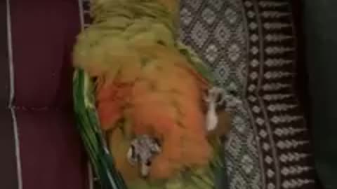 parrot sleeping time