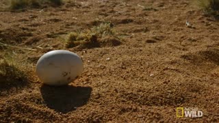 How to protect your ostrich egg