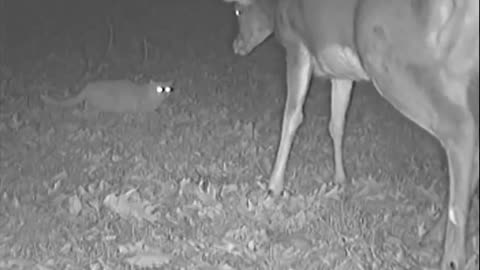 CCTV Funny Deer VS Cat Standoff