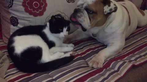 Cat and Bulldog give each other tongue bath