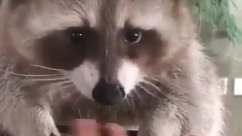❤️Raccoon: “don’t touch my grapes”( SUPER CUTE❤️)