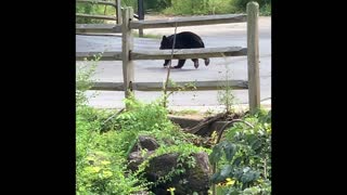 Car Scares Bear In Downtown Gatlinburg Tennessee