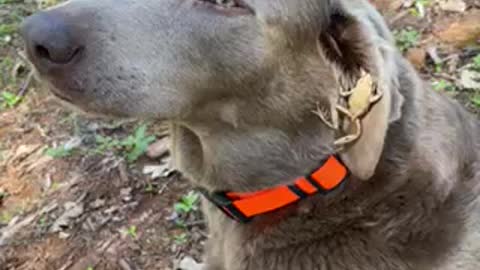 Frog on a dog