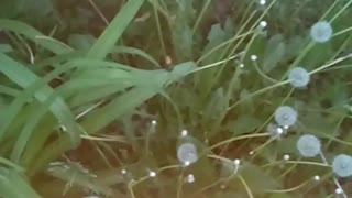 Beautiful flowers in yard