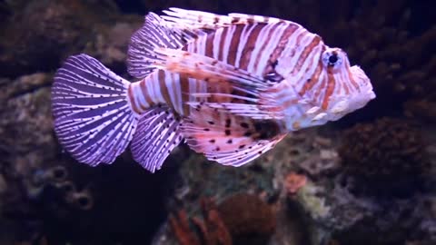 A Scorpion Fish In An Aquarium🐬🐋🐬