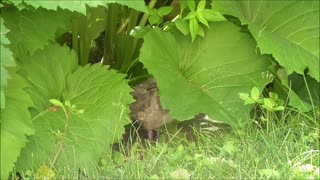 Peekaboo chick!