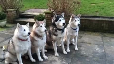 Siberian Huskies Playing Catch