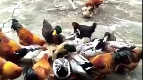 Dog vs Chicken Fight-LOL