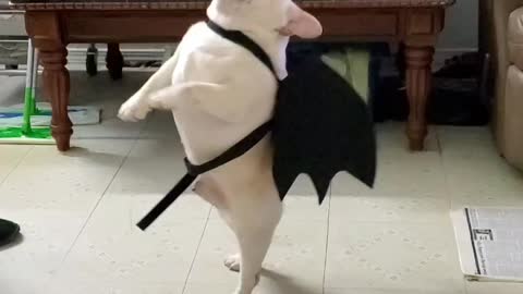 Cute French Bulldog Dancing in Dragon Costume