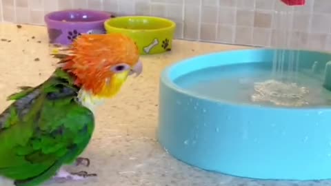 #parrot #birds #lovebird Parrot lovebird