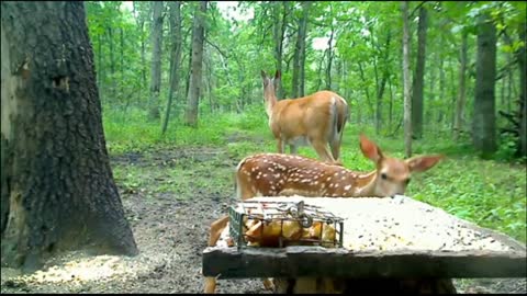 Doe with fawn (( cute wild animals ))
