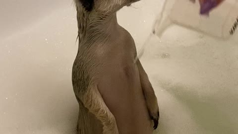 Meerkat Enjoying a Bath