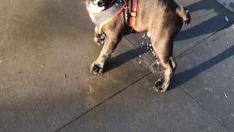 A dog playing with water coming out of the ground