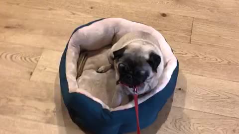Defiant Pug Hates To Get Out Of Bed