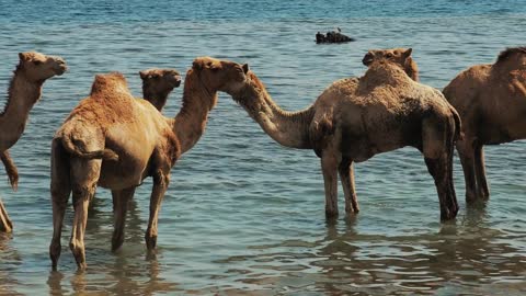 swiming and enjoying camel ride on the beach