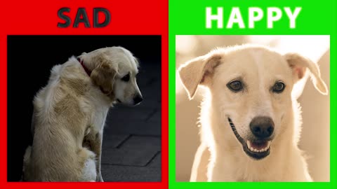 your dog is sad or happy !! The top 10 sign to know it